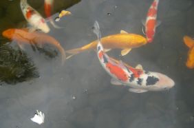 按一下檢視原圖