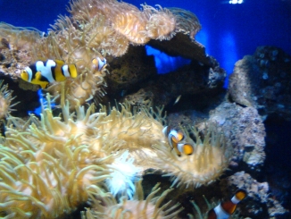 按一下檢視原圖